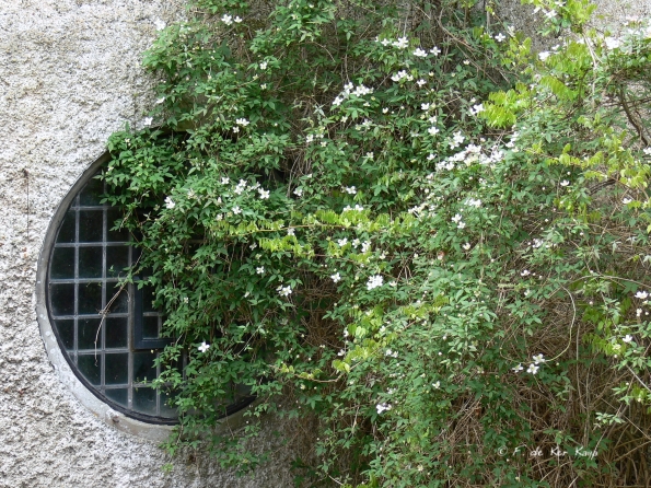 Bois des Moutiers (95) Mai 2012